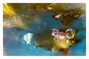 Photomontage collembole 06