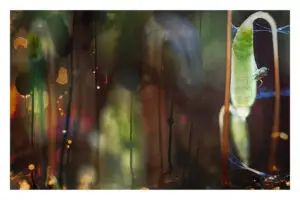 Photomontage collembole 05