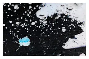 Miam miam ! Le collembole