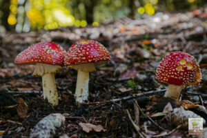 Amanite tue-mouches photographiées en forêt de résineux