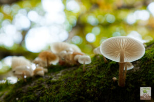 COLLYBIE VISQUEUSE sur branche de hêtre