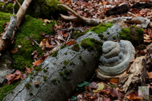 Champignon Polypore sur vieux tronc de hêtre