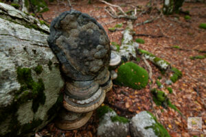 Champignon Polypore sur vieux tronc de hêtre