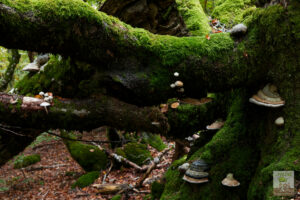 Champignon Polypore sur vieux tronc de hêtre
