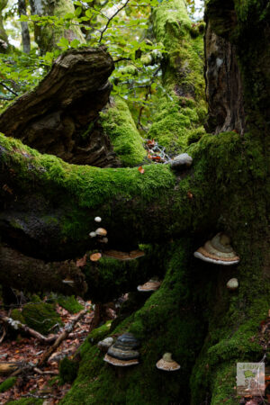 Champignon Polypore sur vieux tronc de hêtre