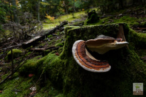 Champignon Polypore photographié sur une vieille souche