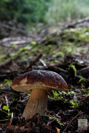 Cèpe des pins en forêt de douglas