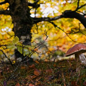 Les champignons