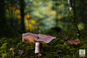 Champignon non identifié