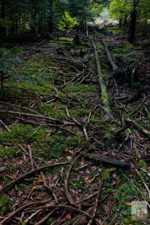 Forêt mixte, douglas et hêtres
