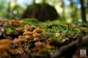 CHANTERELLE JAUNE