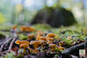 CHANTERELLE JAUNE