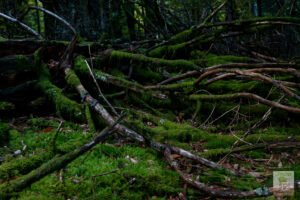 Arbre mort recouvert de mousse