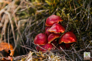 HYGROPHORE CONIQUE