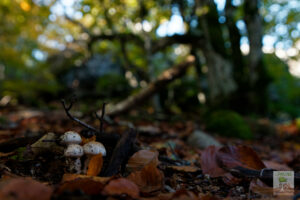 Champignons sortant du sol