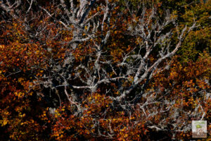 Branches de hêtre avec feuillage d'automne