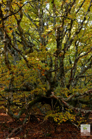 hêtre avec feuillage d'automne