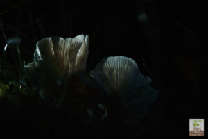 Champignon non identifié