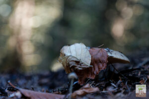 champignon avec feuilles mortes