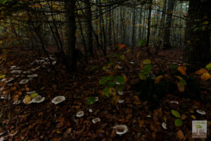 CLITOCYBE sur litière forestière