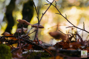 Champignons et branches de hêtres