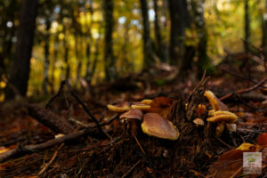 Non identifié, peut-être un CLITOCYBE ?