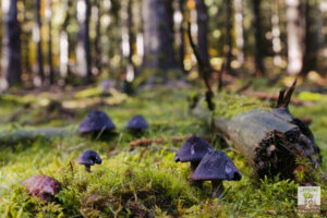 Champignon CORTINAIRE VIOLET