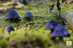 Champignon CORTINAIRE VIOLET