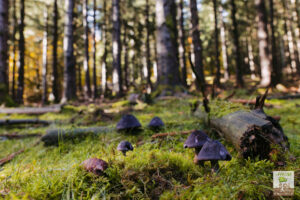 Champignon CORTINAIRE VIOLET