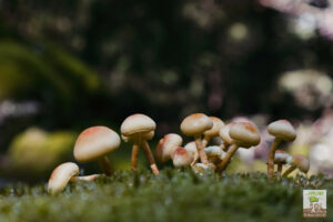 HYPHOLOME EN TOUFFE