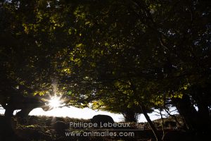Paysage d'automne avec hêtre commun