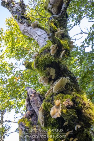 Champignon collybie visqueuse sur vieux hêtre commun recouvert de mousse