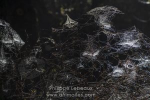Branchages avec pleins de fils de soie et toiles d'araignées