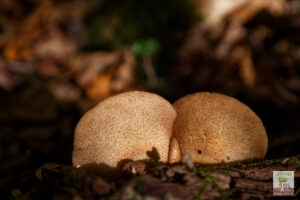 Champignons en forme de fesses