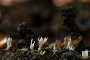 Champignons clavaire et turricules de ver de terre en arrière plan