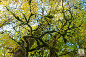 Branches recouvertes de mousse