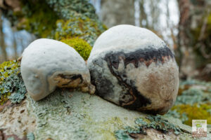 Champignons en forme de boule sur hêtre mort