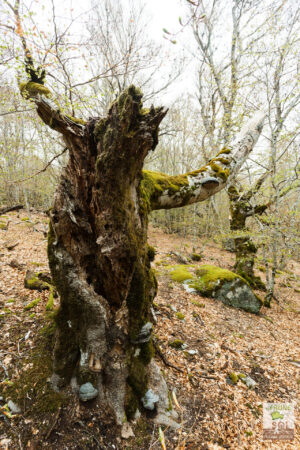 L'homme arbre sans tête et mains