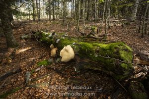 Champignon polypore sp. sur tronc mort d'un hêtre commun.