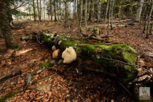 Gros champignon Polypore sur hêtre