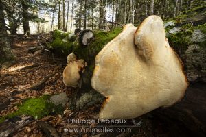 Champignon polypore sp. sur tronc mort d'un hêtre commun.