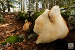 Gros champignon Polypore sur hêtre