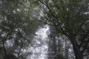 Forêt sur le gr qui mène au Col des Sonères