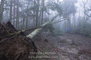Coureur qui passe sous un pin déraciné par une tempête.