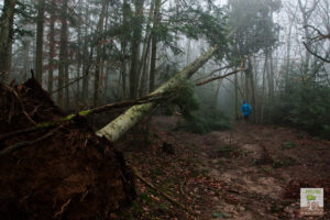 Sentier forestier avec coureur et pin déraciné après une tempête