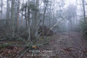 Arbre déraciné et tronc cassé après le passage d'une tempête.