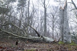 Tronc cassé d'un hêtre commun, après le passage d'une tempête.
