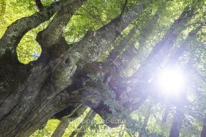Randonnée dans une hêtraie, avec des arbres aux formes étranges