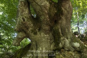 Randonnée dans une hêtraie, avec des arbres aux formes étranges