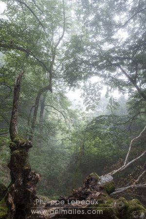Randonnée dans une hêtraie, avec des arbres aux formes étranges